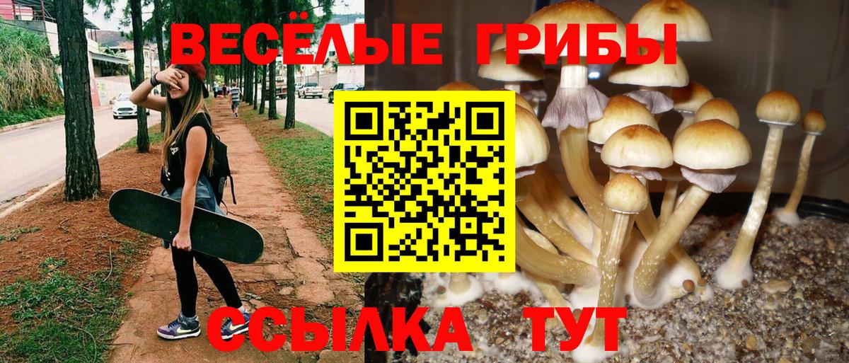 Галлюциногенные грибы GOLDEN TEACHER  Вход с VPN  Галлюциногенные грибы мухоморы  Тамбов 